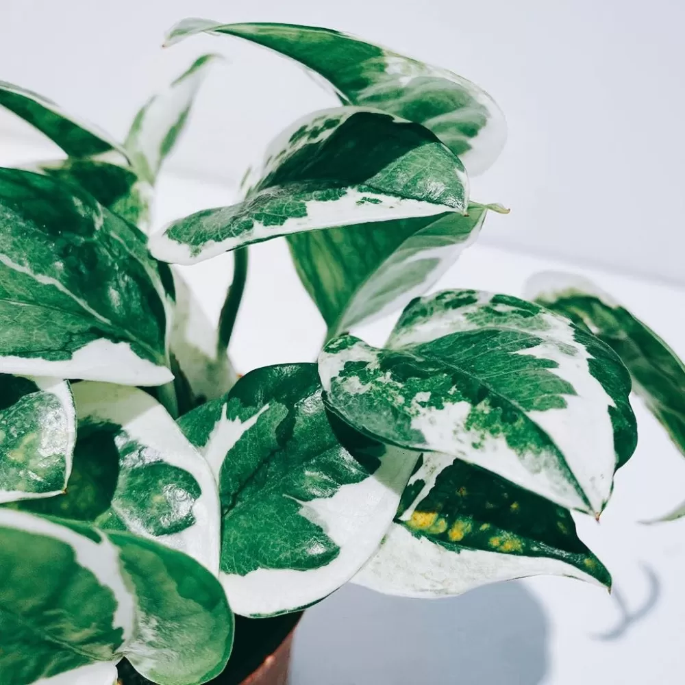 植物